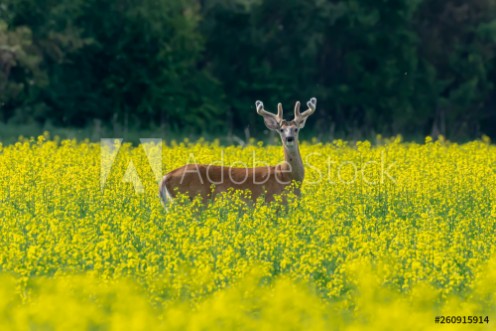 Picture of White-tailed Deer Buck in Surrounded by Canola Crop